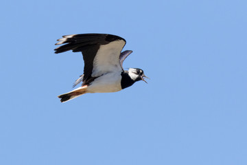 Lapwing (Vanellus vanellus)