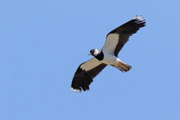 Lapwing (Vanellus vanellus)