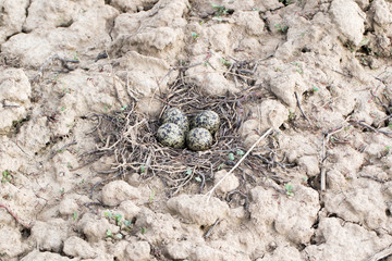Eggs in the nest of Lapwing (Vanellus vanellus)