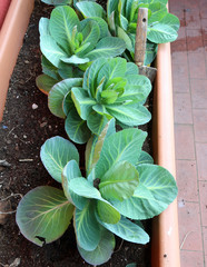 plant of cabbage and leaves in vases of an urban garden on the t