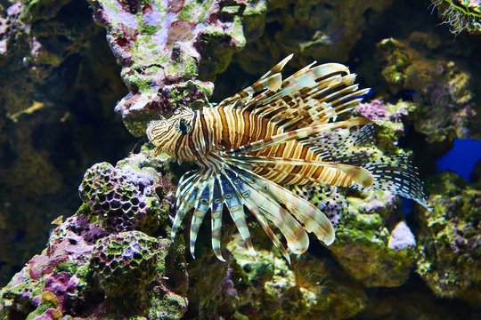 Poisonous lionfish on coral in blue water sea