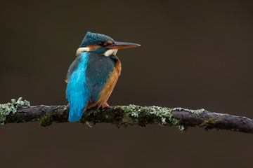 Kingfisher (Alcedo Atthis)/Kingfisher perched on moss covered branch