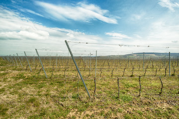 Rows in the vineyard in spring