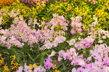 orchid - beautiful orchid field,sensitive focus