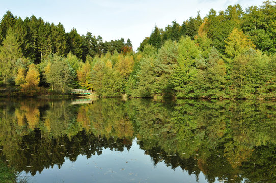 Reflections from the trees in the Forest of Dean, Gloucestershire, England.