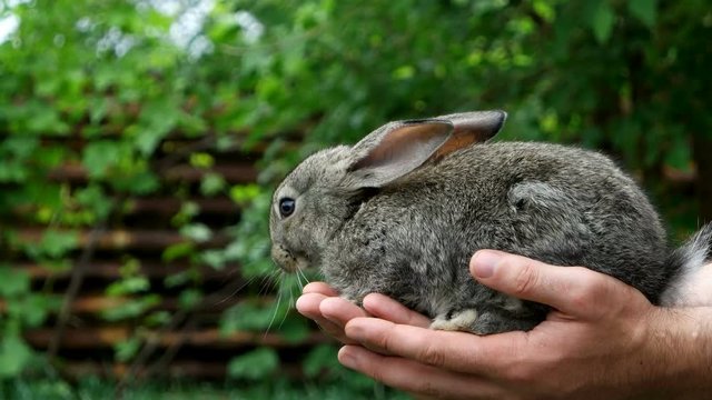 Rabbit. Animal in man hands