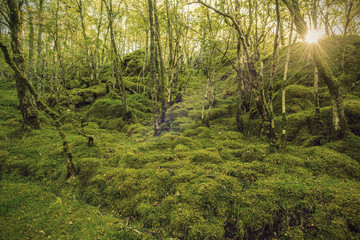 sunlight in the green mossy forest in south of Norway, Europe
