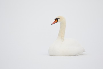 Mute Swan in white snow