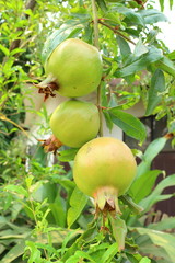 pomegranate green and sweet fruit