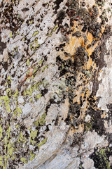 Densely covered with lichen rock, No.4. Natural texture: lichen