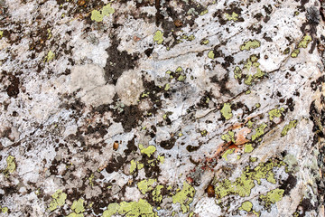 Rock with a green lichen close-up of texture