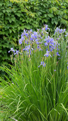 Fototapeta premium purple flowers blue iris