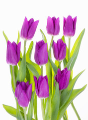Tulpen violet