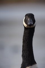 Obraz premium Canada Goose, Branta canadensis