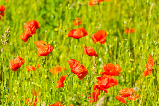 Red poppies in a summer meadow on sunny day