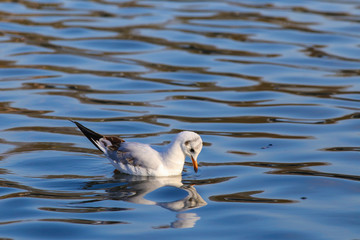 Lachmöwe ( Chroicoephalus ridibundus )