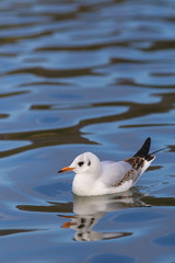 Lachmöwe ( Chroicoephalus ridibundus )