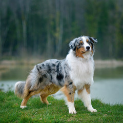 Australian Shepherd, portrait