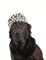 Black labrador retreiver portrait