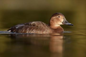 Common Pochard, Pochard, Aythya ferina