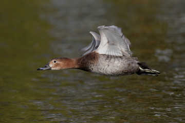 Common Pochard, Pochard, Aythya ferina
