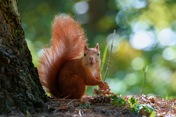 Wide-eyed squirrel in the tree