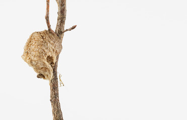 Mantis nymph on branch newly emerged from egg case