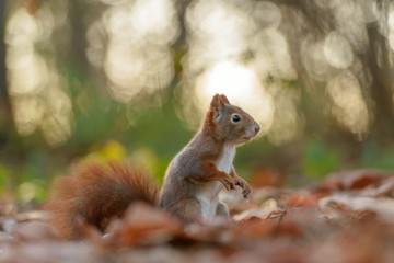 Squirrel in the leaves