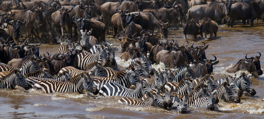 Fototapeta premium Wildebeests are crossing Mara river. Great Migration. Kenya. Tanzania. Masai Mara National Park. An excellent illustration.