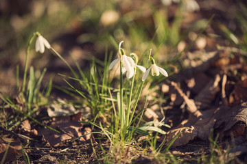 close up of a group of Snowdrop flowers with blurred background (Galanthus nivalis) in spring, retro vintage filter
