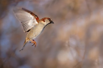 Flying House sparrow (Passer domesticus)
