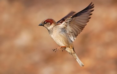 Flying House sparrow (Passer domesticus)