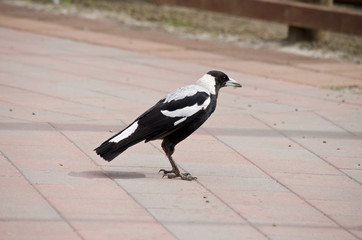 Australian magpie