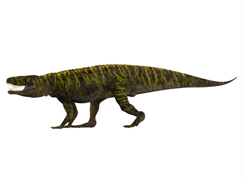 Batrachotomus Side Profile - Batrachotomus was a carnivorous archosaur predator that lived in Germany during the Triassic Period.