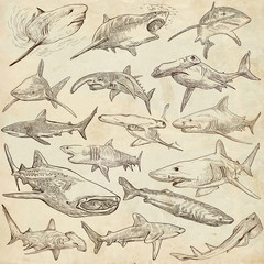 Sharks - An hand drawn pack. Freehand sketching, originals. - 106823201