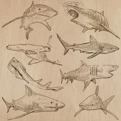 Naklejka premium Sharks - An hand drawn vector pack