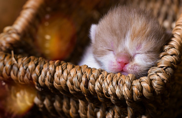 sweet little BKH Baby
