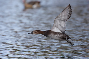 Common Pochard, Pochard, Aythya ferina