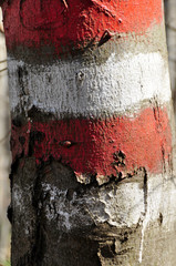 way marker on tree