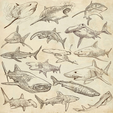 Sharks - An hand drawn pack. Freehand sketching, originals.