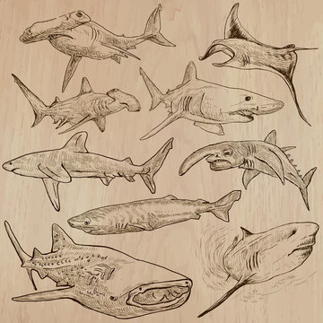 Sharks - An hand drawn vector pack