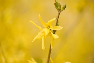 Closeup of forsythias flowers