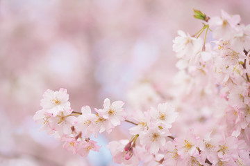 Fototapeta na wymiar Soft photo of cherry flowers