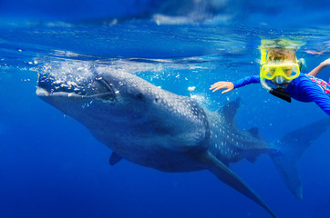 Boy snorkeling with whale shark © Max Topchii