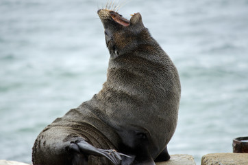 Naklejka premium new zealand fur seal