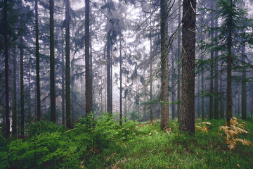 Magical foggy light in conifer trees forest.