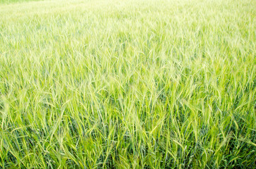 Wheat field view from above on a bright spring day with a beautiful fresh green look