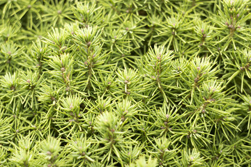 green Canadian Christmas tree