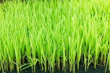 Young green paddy field. young green paddy rice. Green rice plants. Green rice seedlings leaf cornfield.