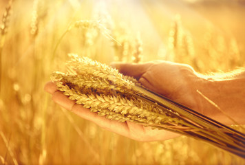Wheat ears in man's hands. Harvesting concept